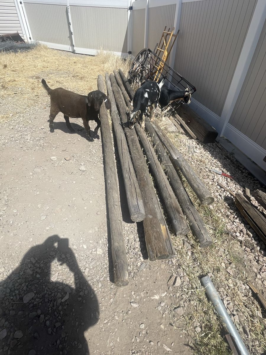 Lodge poles, rails, posts, fencing.