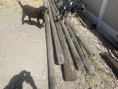 Lodge poles, rails, posts, fencing.