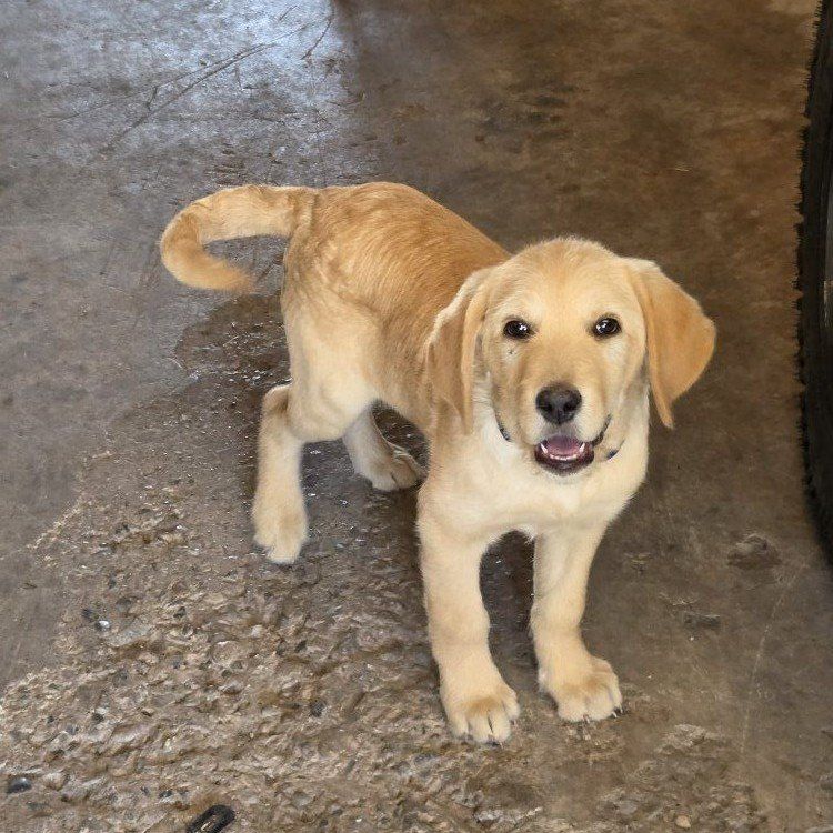 labradoodle male puppy