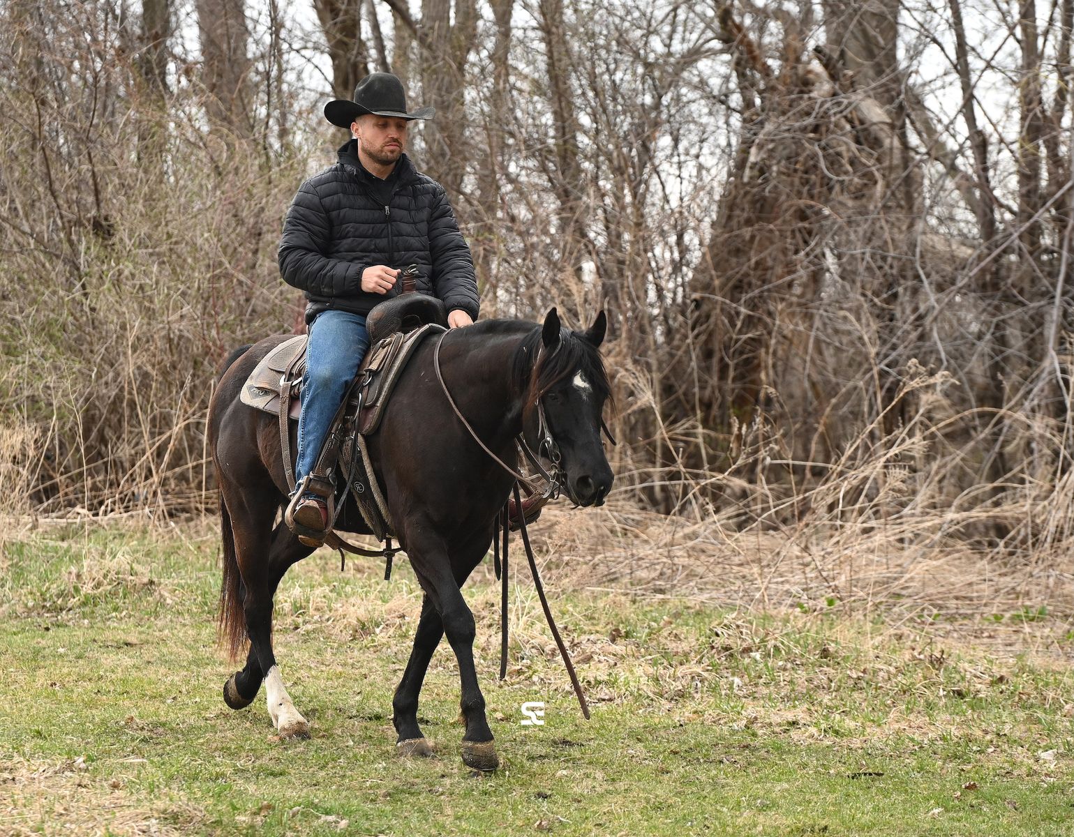 TRUE Black Gelding suitable for ANYONE!