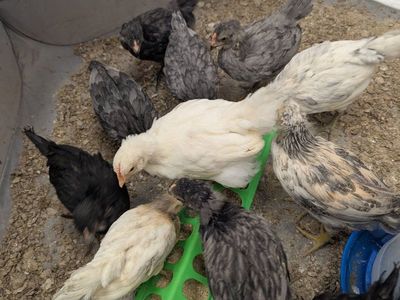 3 or 4 age groups of chick's available for sale
