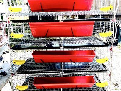 6 tier Quail Cages