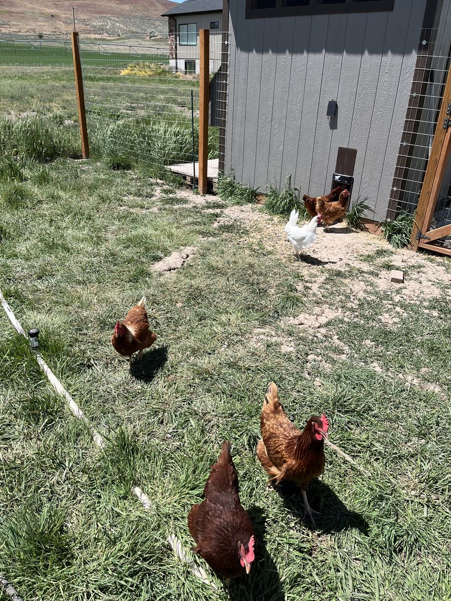 Laying hens