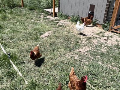 Laying hens