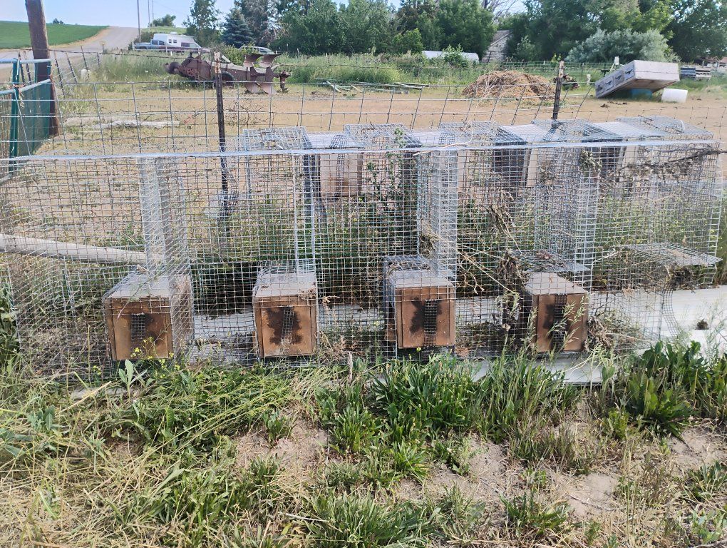 Critter Cages
