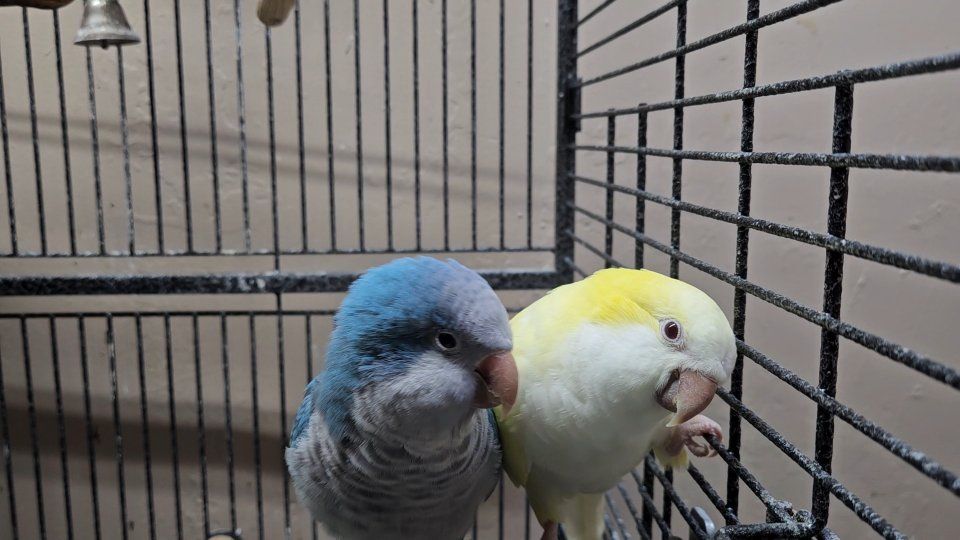 Quaker Parrot Pair + Cage