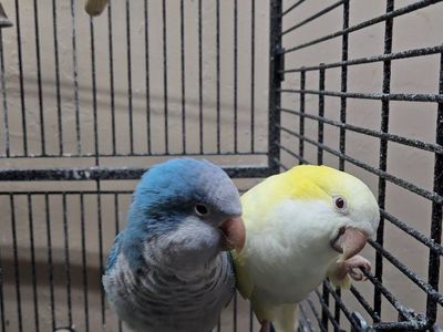 Quaker Parrot Pair + Cage