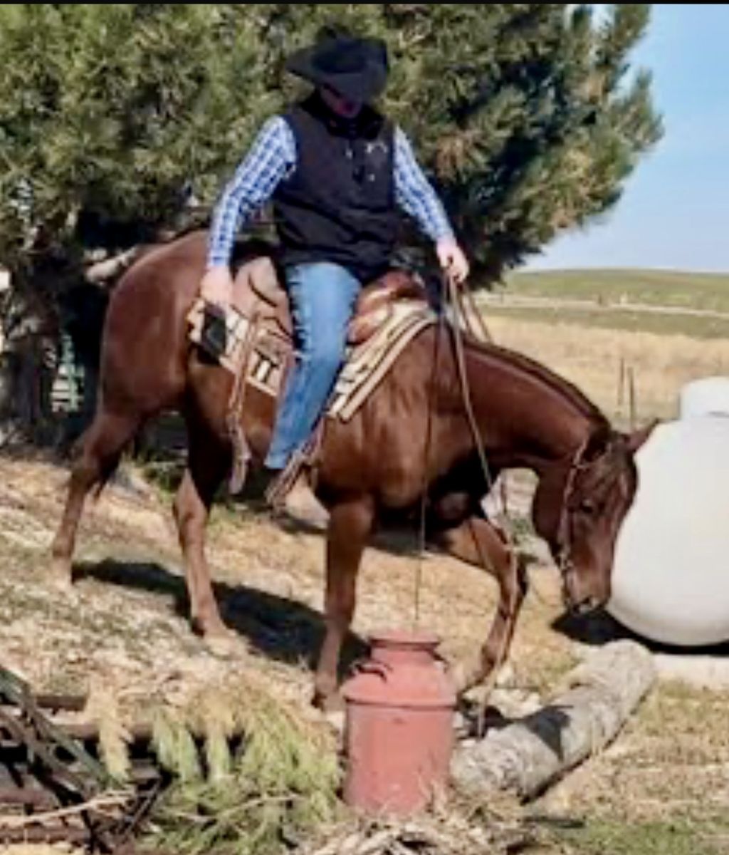 2023 AQHA gelding rope horse, family horse, ranch horse.