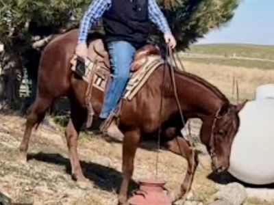 2023 AQHA gelding rope horse, family horse, ranch horse.