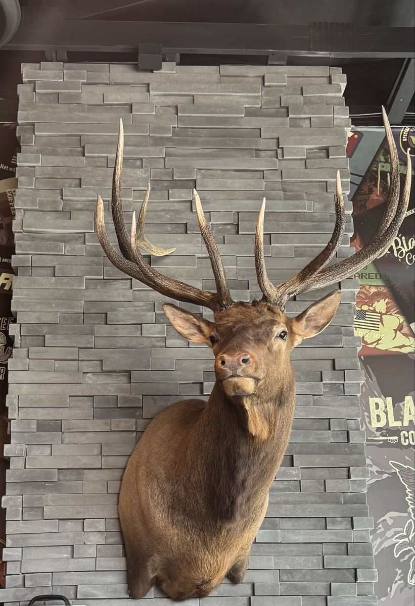 Large Bull Elk Shoulder Mount Taxidermy Excellent Condition