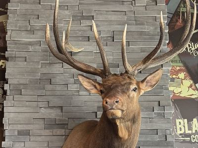 Large Bull Elk Shoulder Mount Taxidermy Excellent Condition
