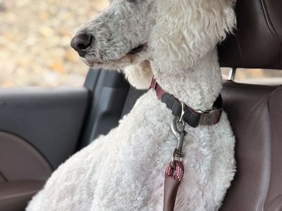 Standard Poodle