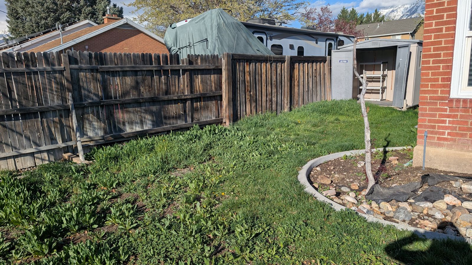 Grass rip out and landscaper needed