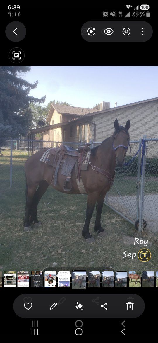 Horse
