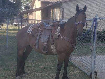 Horse