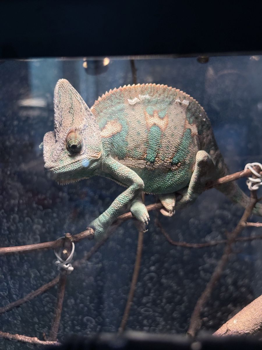 Friendly Veiled Chameleon
