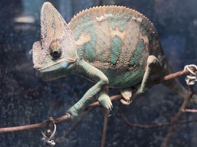 Friendly Veiled Chameleon