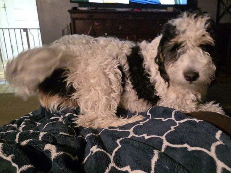 Adorable Berniedoodle Puppy - Male, Playful, and Ready for a Forever Home!