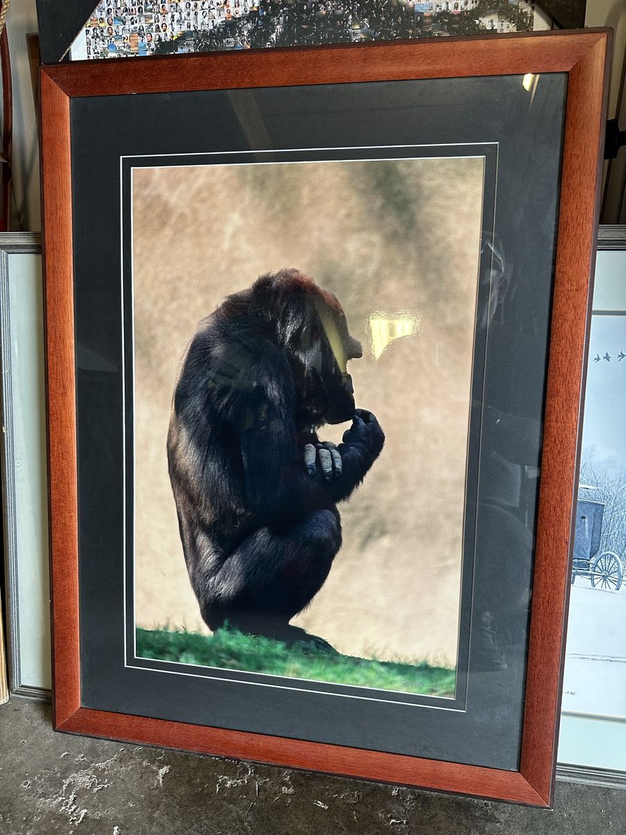 Howie Garber Thinking Gorilla Framed Artwork