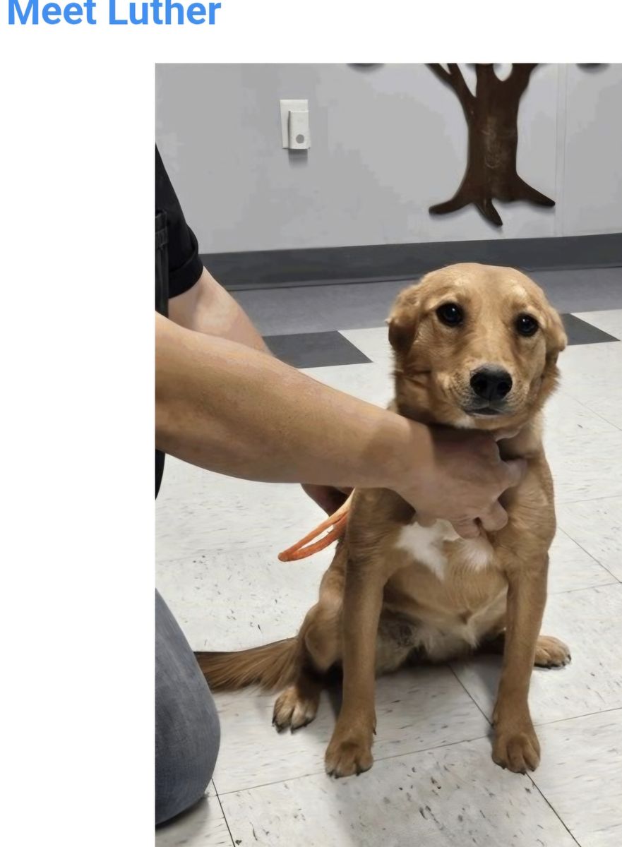 Luther,  7 month Australian Cattle Dog mix