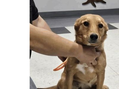 Luther, 7 month Australian Cattle Dog mix