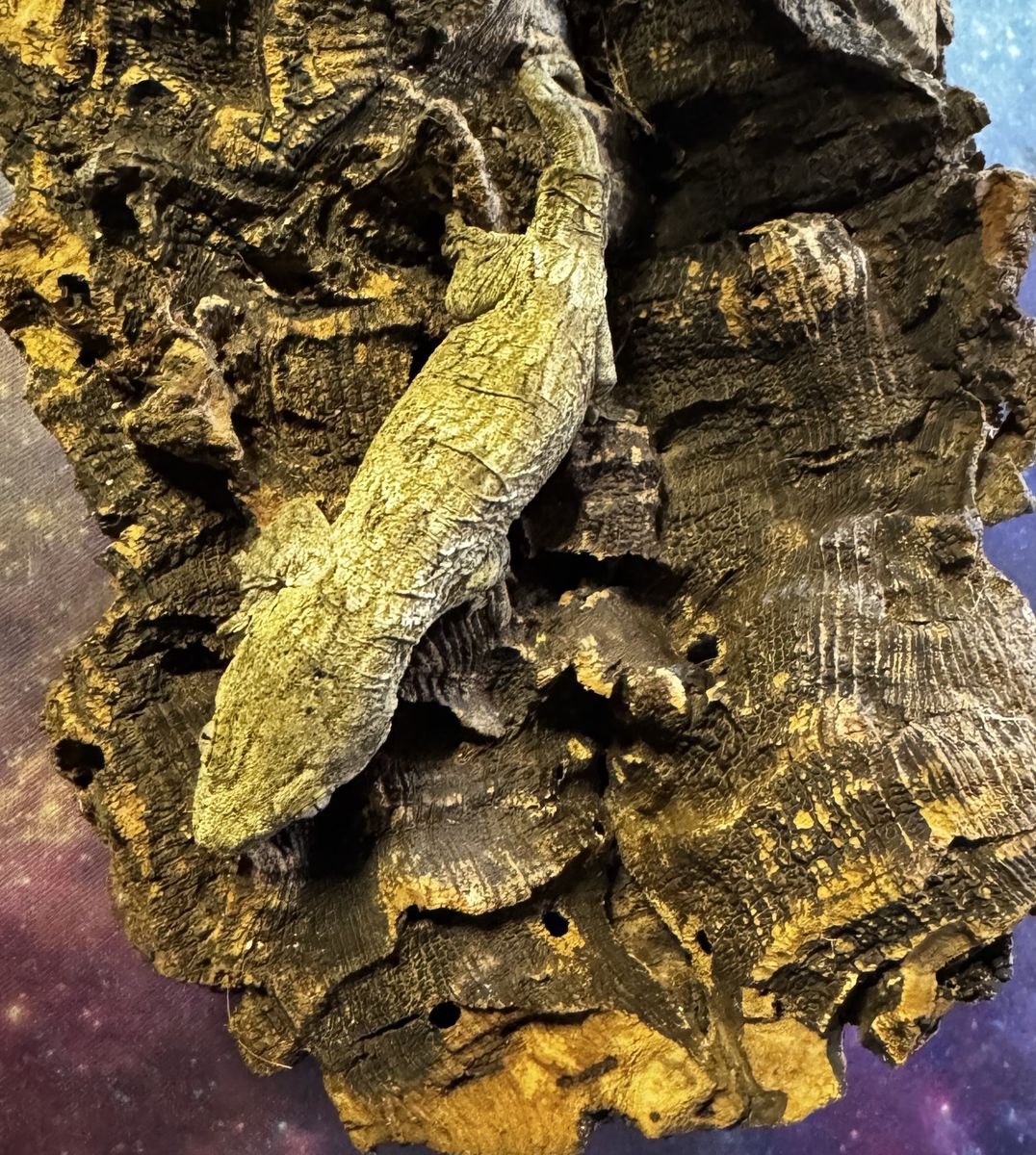 Main image 2