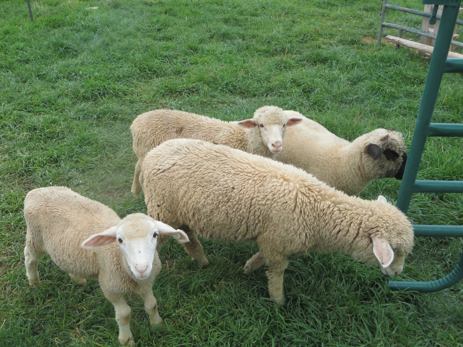 4 Lambs 150.00 to 225.00 Each