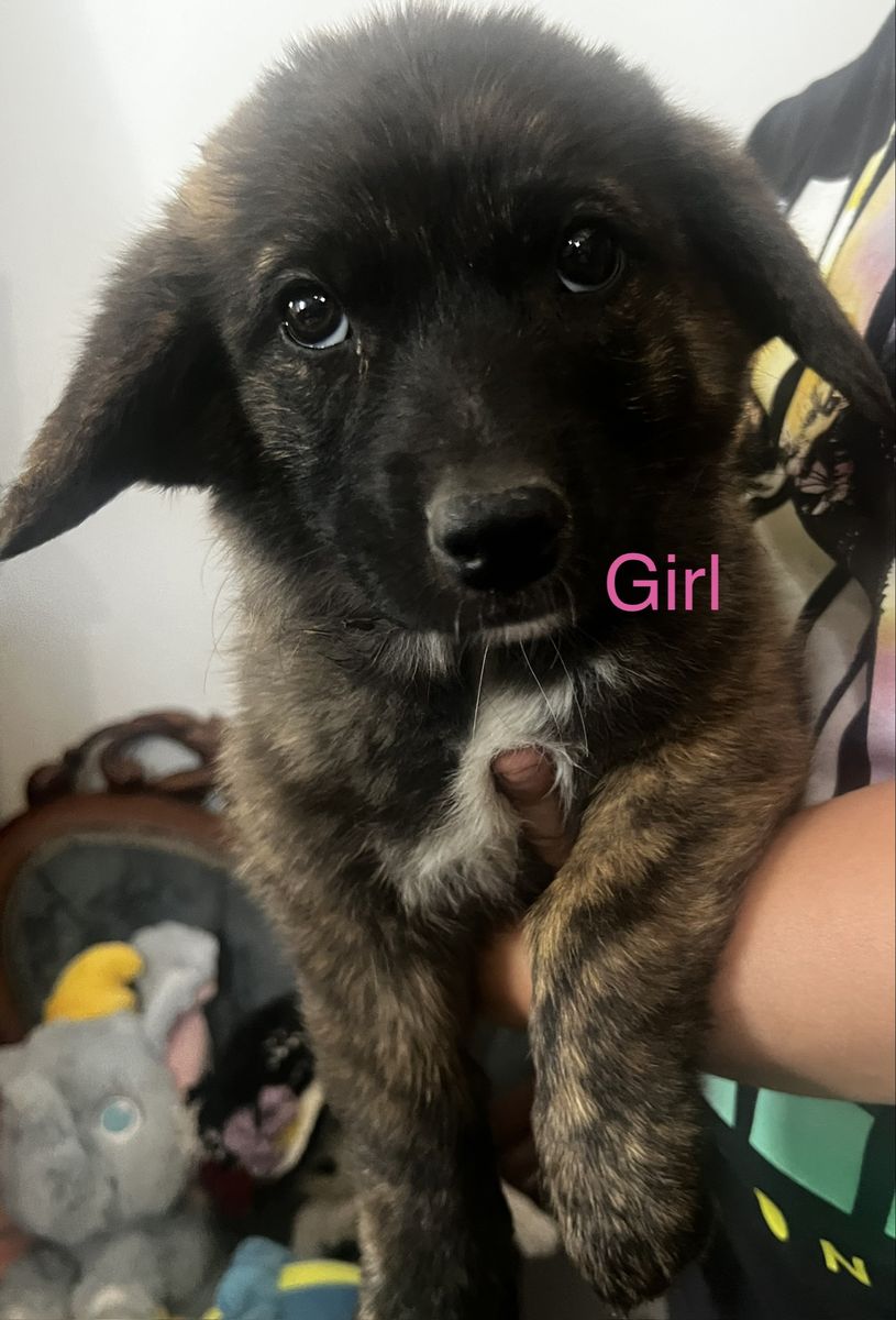 Brindle Corgi/Dutch Shepherd Puppies
