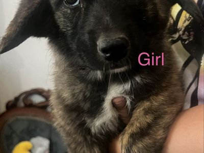 Brindle Corgi/Dutch Shepherd Puppies