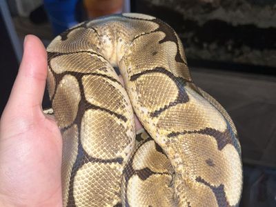 female spider/yellow belly ball python