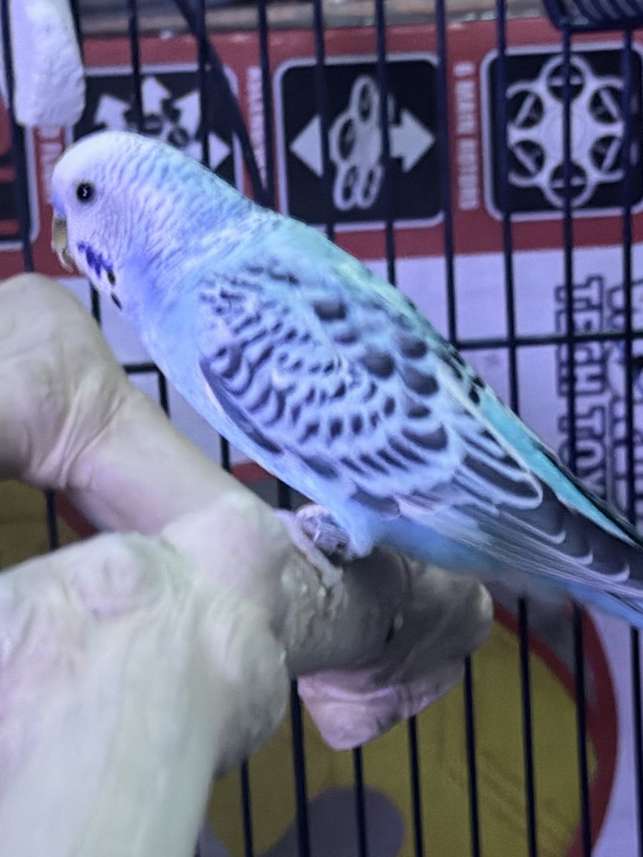 Parakeet/budgie