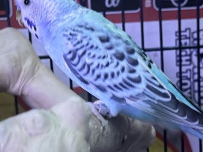 Parakeet/budgie