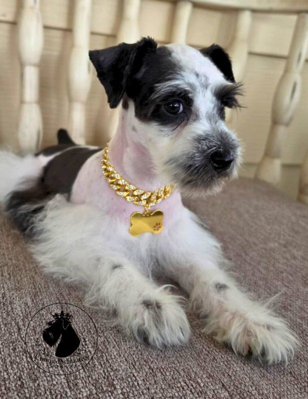 O.B.O Toy Schnauzers AKC male & female