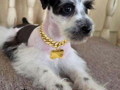 O.B.O Toy Schnauzers AKC male & female