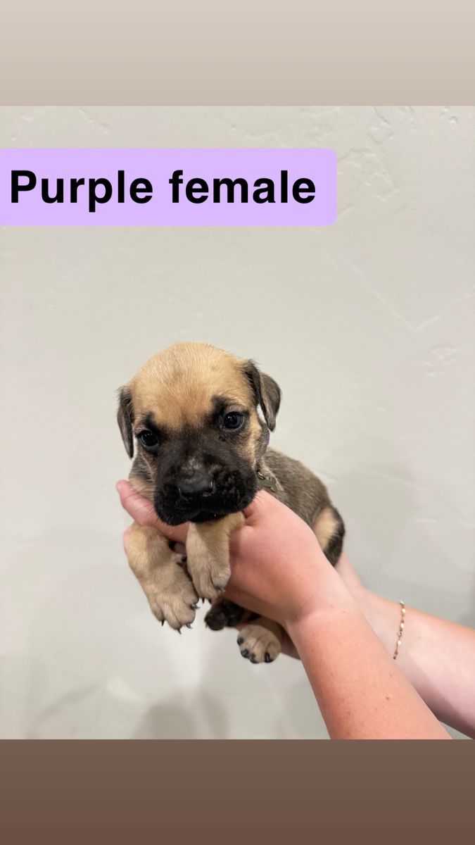 Cane Corso puppies 