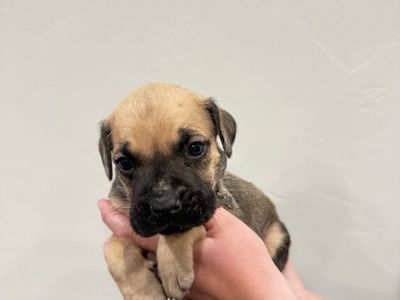 Cane Corso puppies