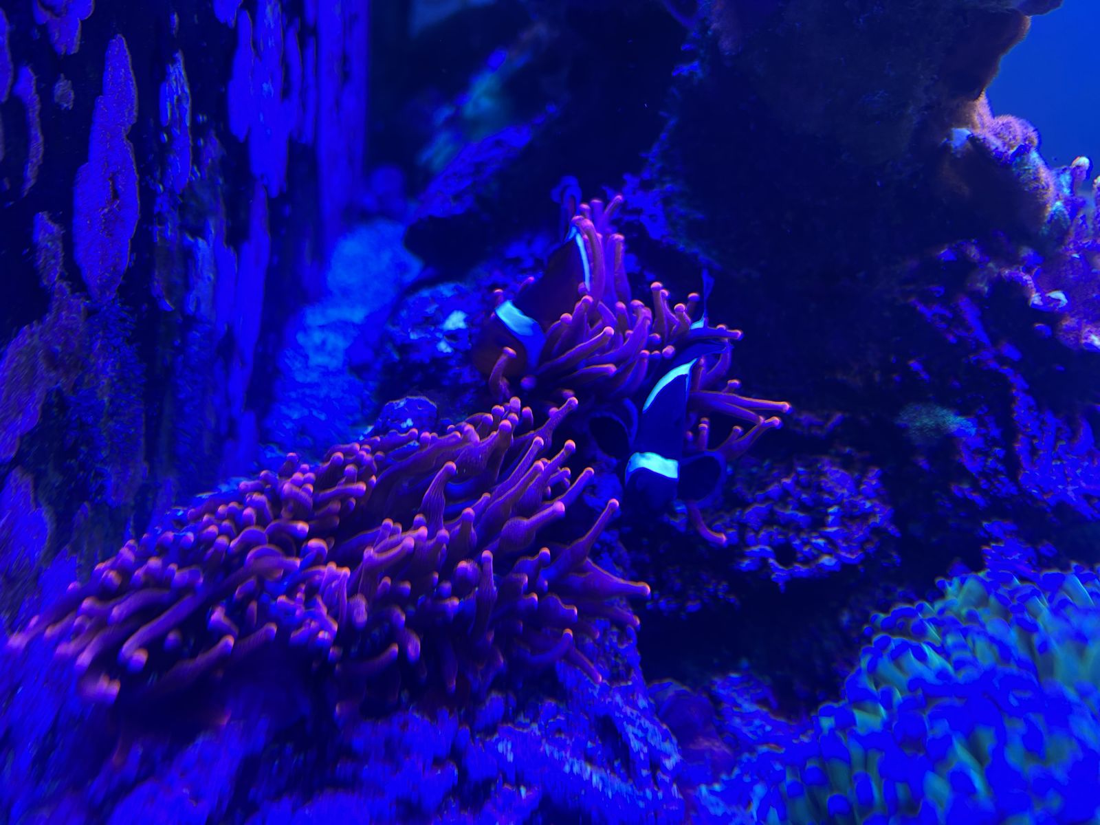 Rainbow bubble tip anemone
