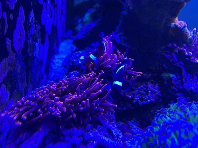 Rainbow bubble tip anemone