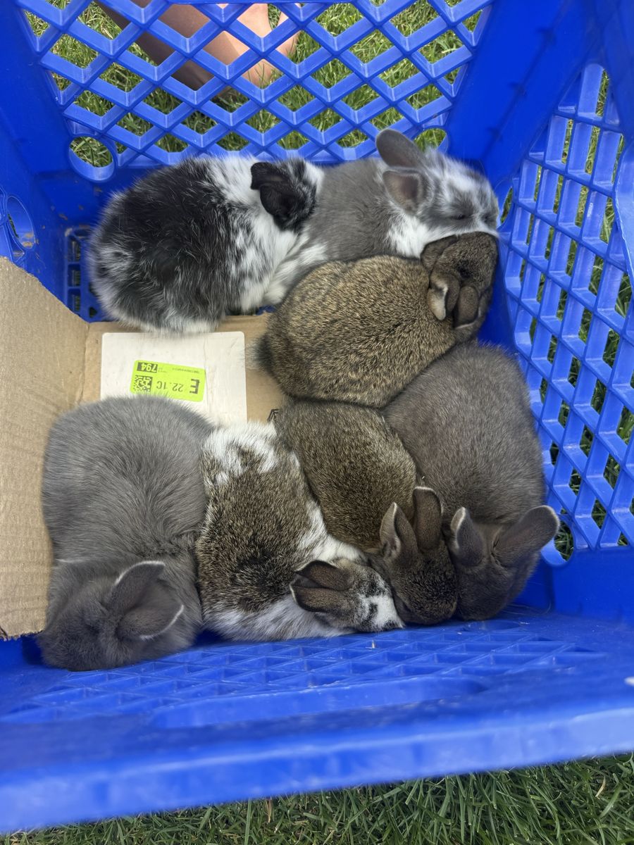 Dwarf lionhead mix rabbits
