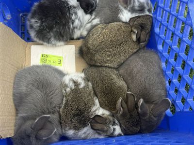 Dwarf lionhead mix rabbits