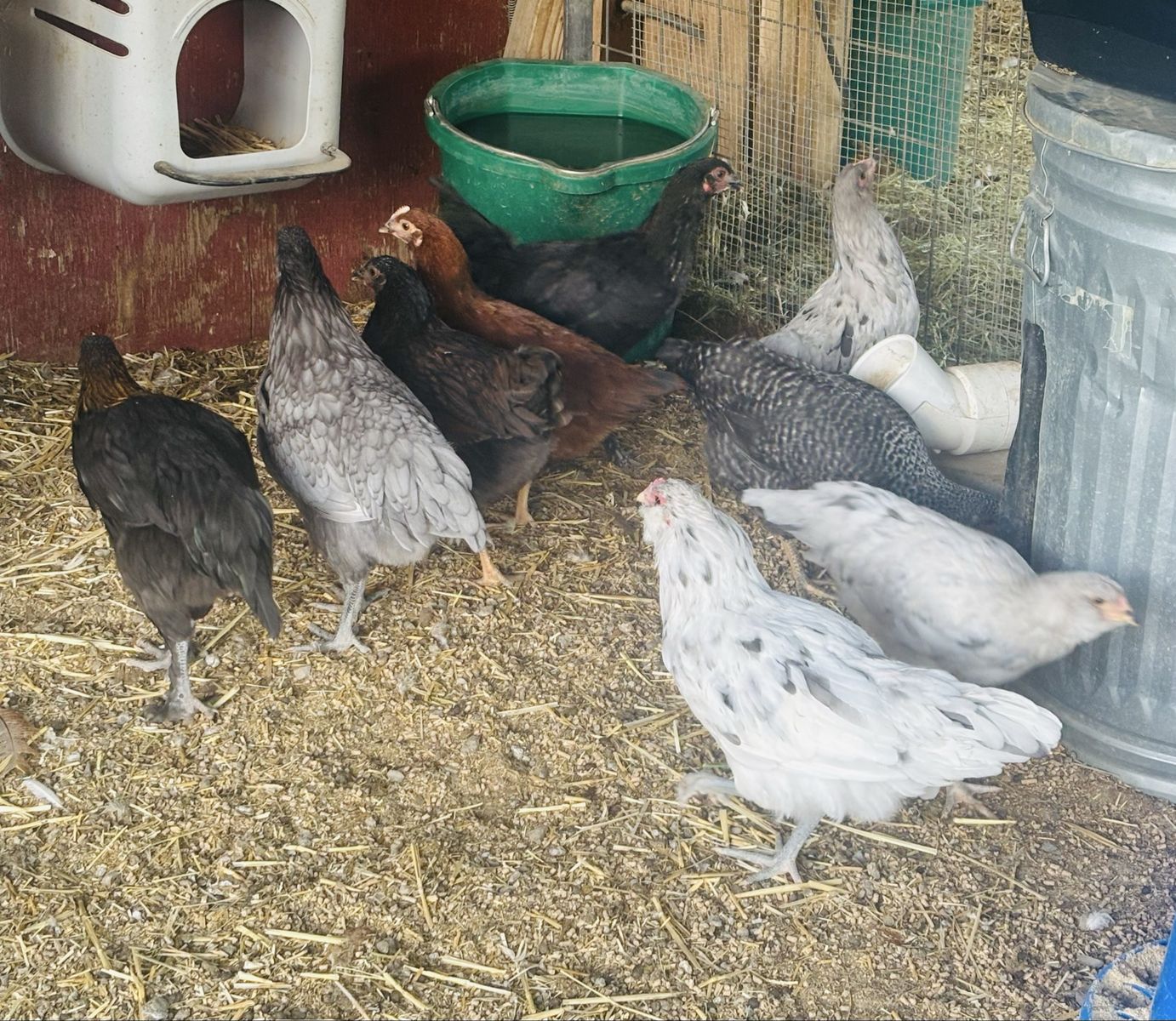 Pullet Hens For Sale!