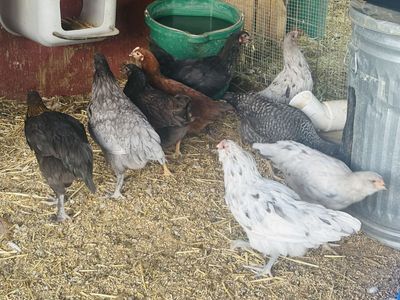 Pullet Hens For Sale!