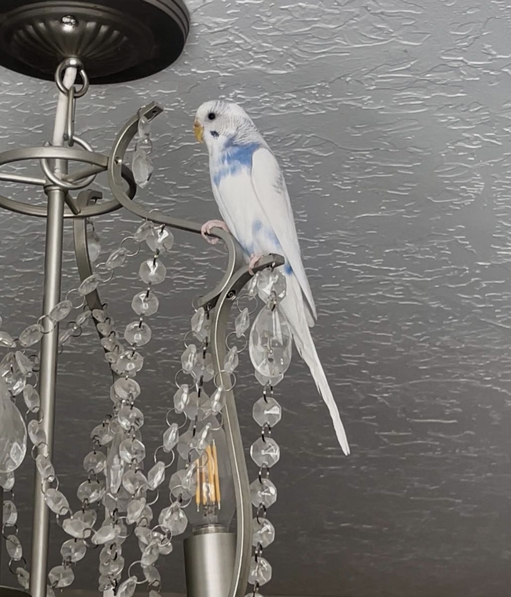 Parakeets