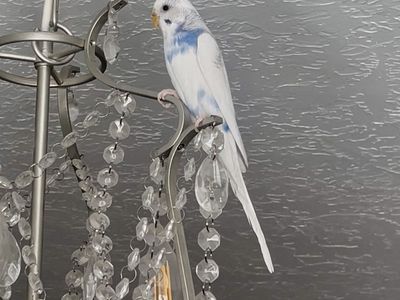 Parakeets