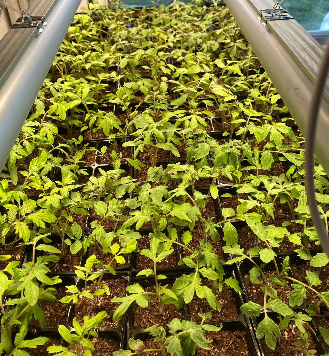 Heirloom plant starts