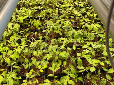 Heirloom plant starts