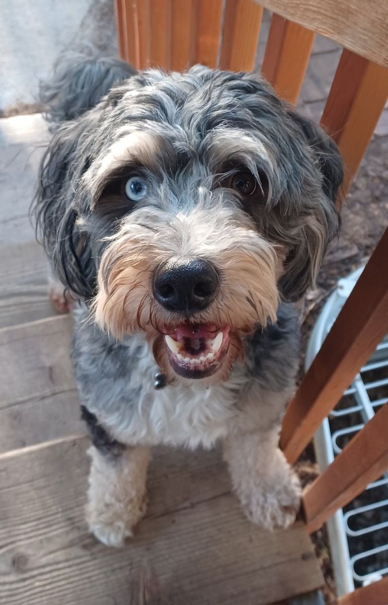 Sweet 4 year old F1 Male  Merle Bernedoodle