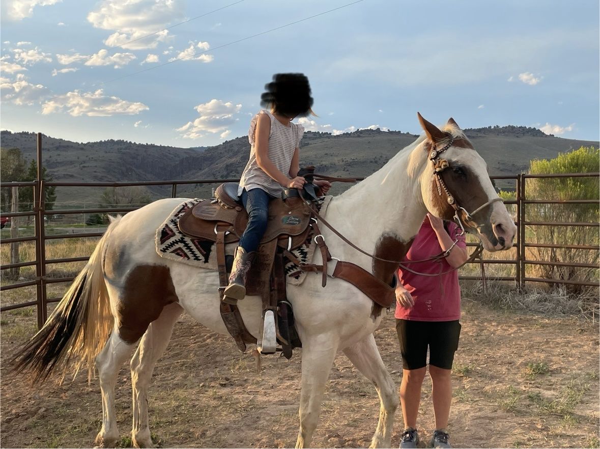 12 year old paint mare