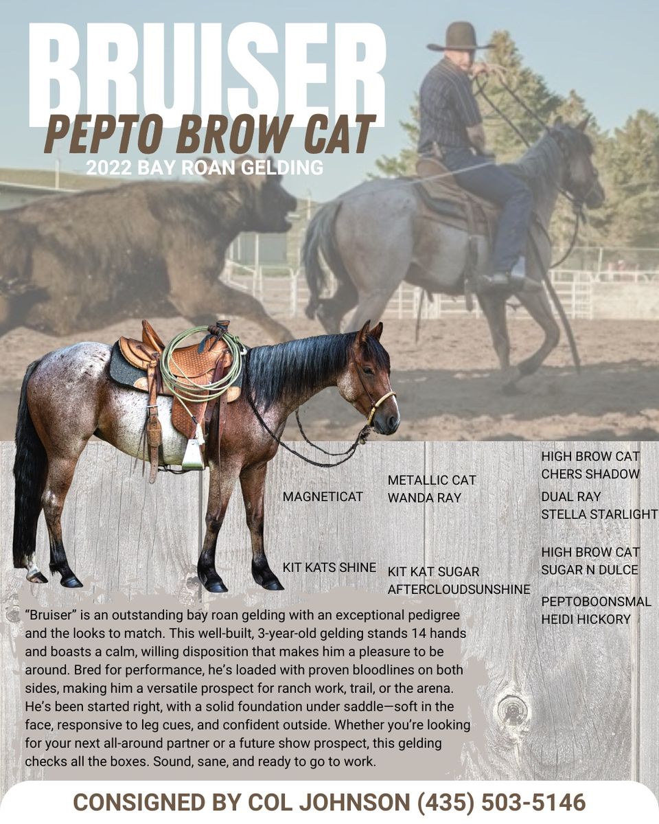 PEPTO BROW KAT aka “bruiser”