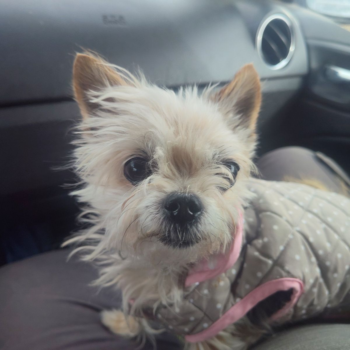 Small dog needs a home